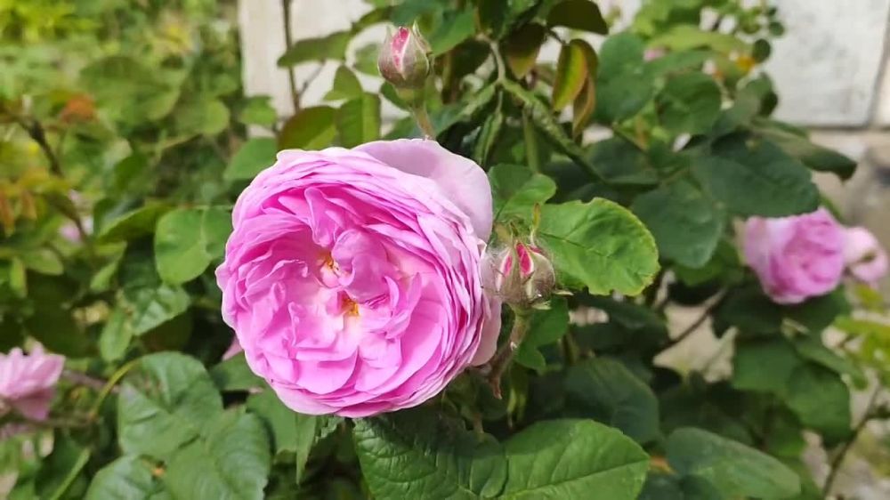 ������ ����. � �������� ����� ������ ����. ��� �� �� ����� ������� �������, � ��� ������ ������� �����