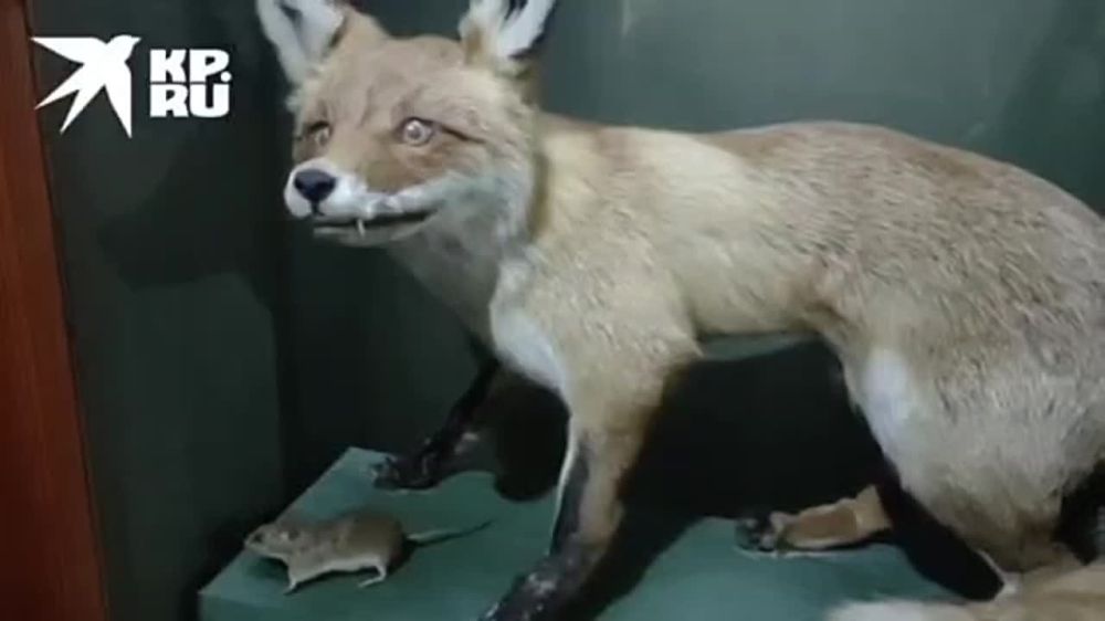 �������-���������. ��� �������, ����� � ������ �������� ������ ������� ����� ������� �� 2 ����� �������������� ����� � ��������