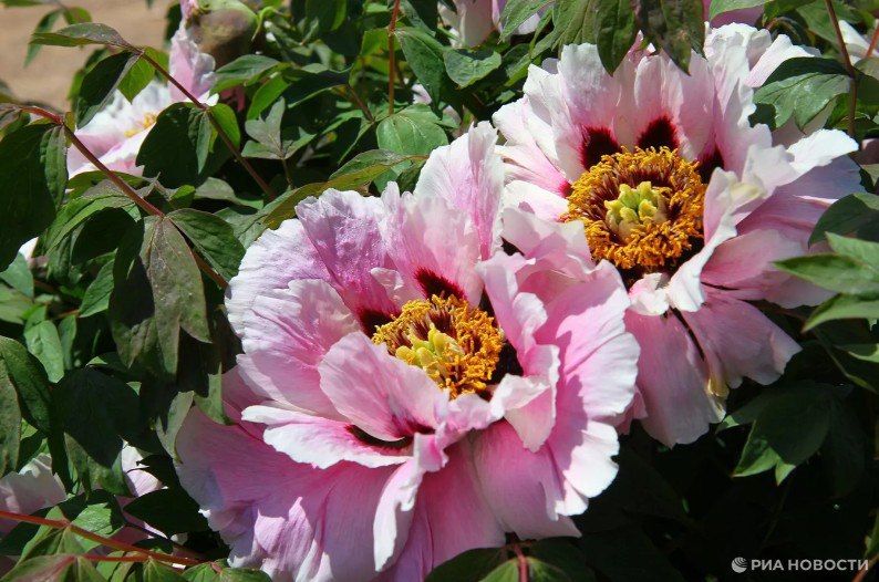 ������ �� ����� ����������� ������