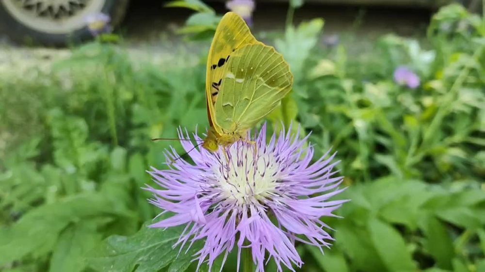 �� ������ ������ ����� ������� �������