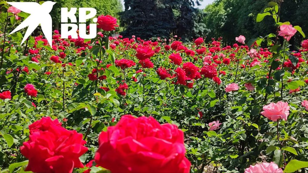 ������� - ����� ���. ������������ �� @kp_lnr