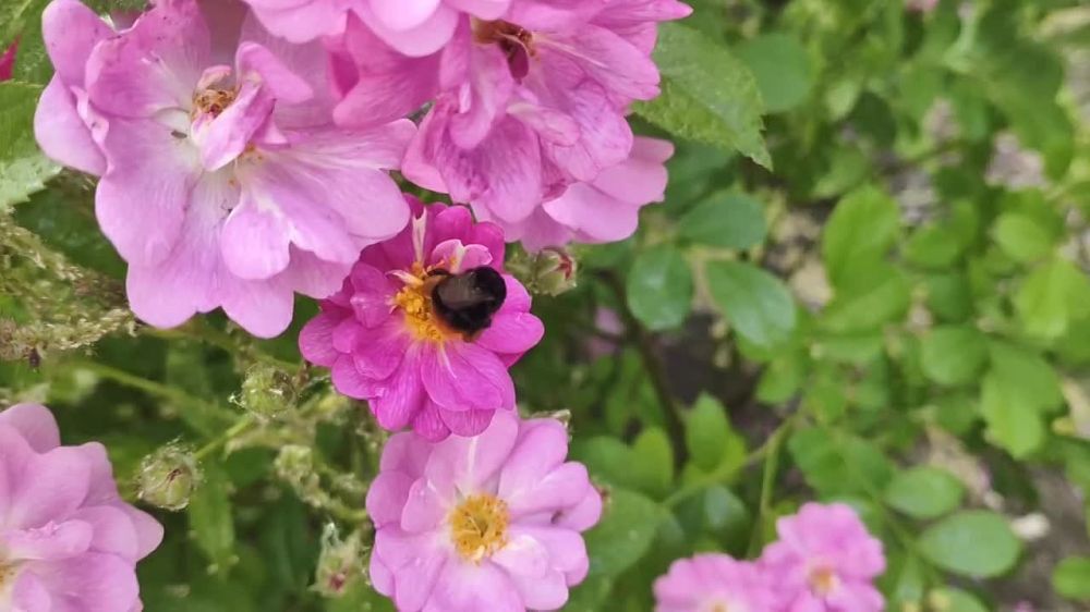 ���� ������������. � ��� �������� ���� ������� ������? ������������ �� @kp_lnr