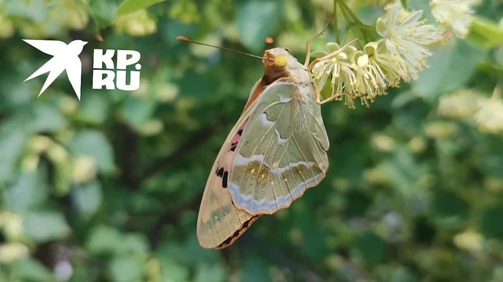 � �� ��� ���������?. ������� ��������� ������� �������� ������� ������ � ��������