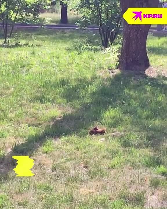 ����������� ����� � ����� �������� ������������