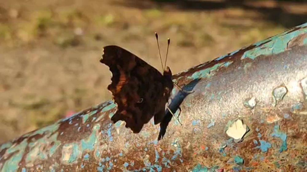 ������� ����������� ��� ���� ������ �����