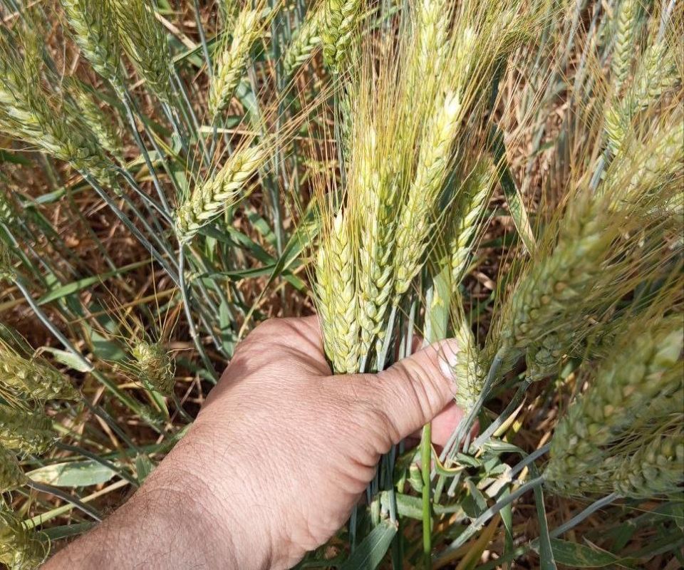 ��������� ������ ���������������� �������� ��������� ������� �������������������� �������