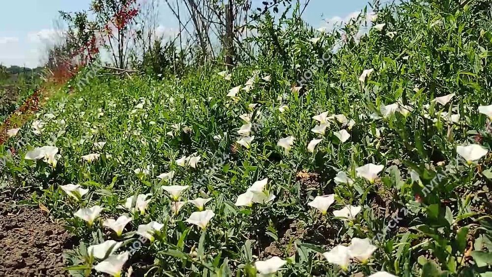 ����������� ������� � ��� ����� ����� ������������� ������������ � �������� ���������