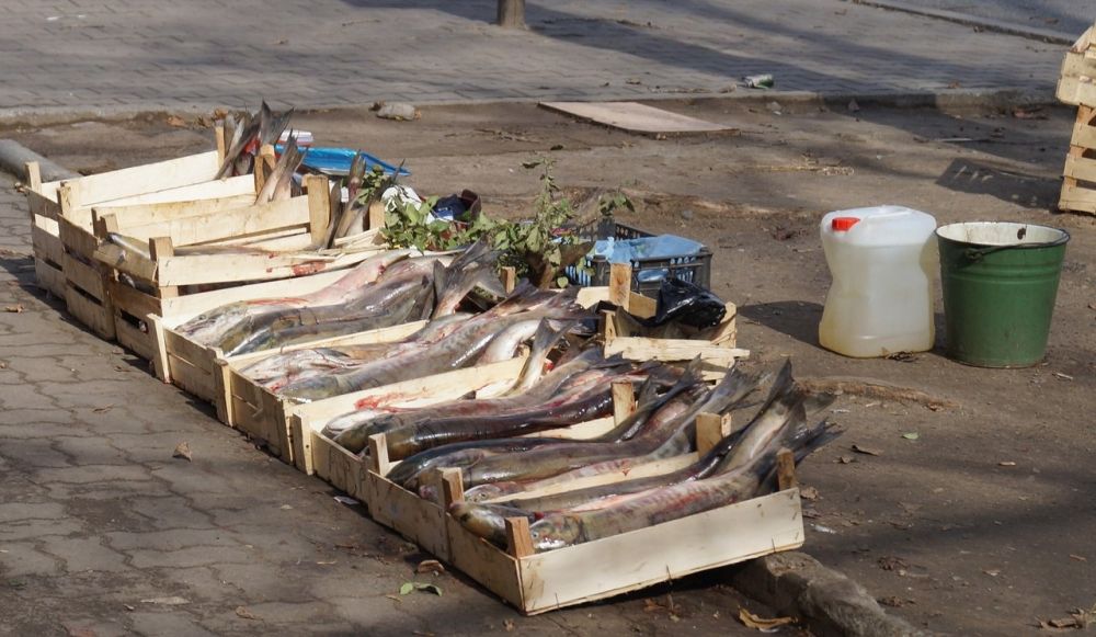 ����� �������� ���������������� ����� ������������� � ������������ ����������� ����� ���������� ��������