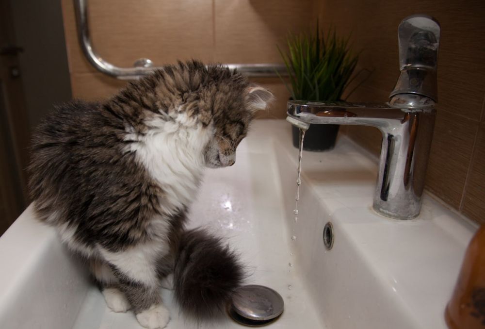 � ������������ ������ �������� ��������� �������������