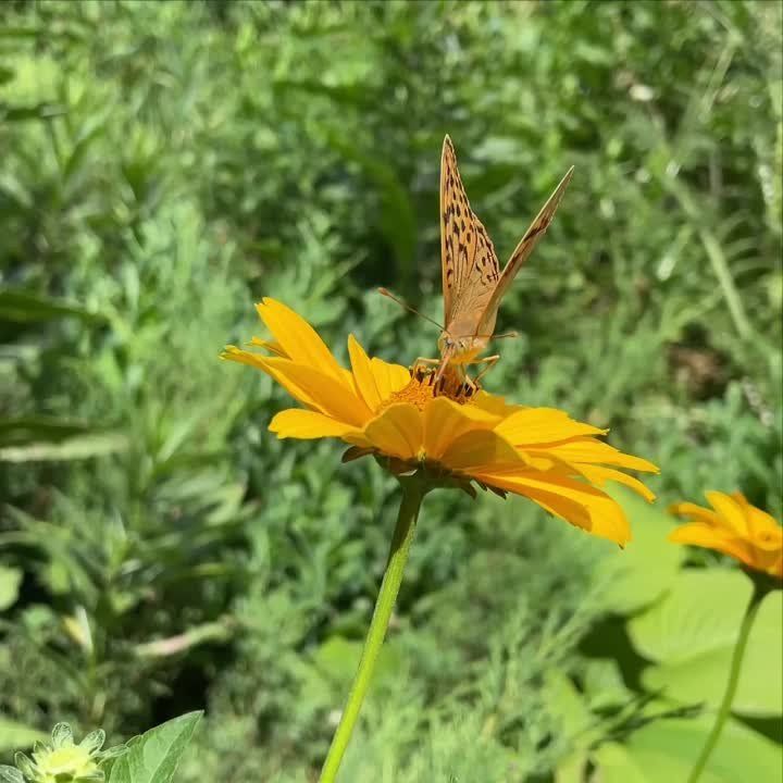 ������ ����, �������!. �������� ���! ��� ���: