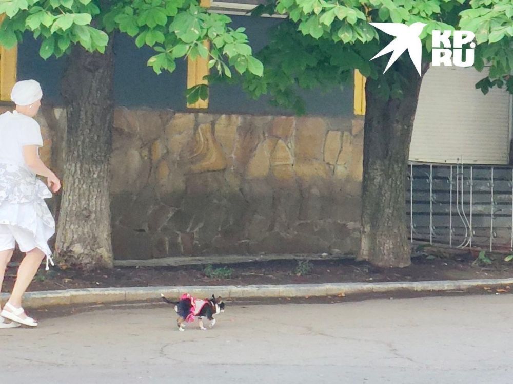 ����� �������, ��������, ��� �� ���