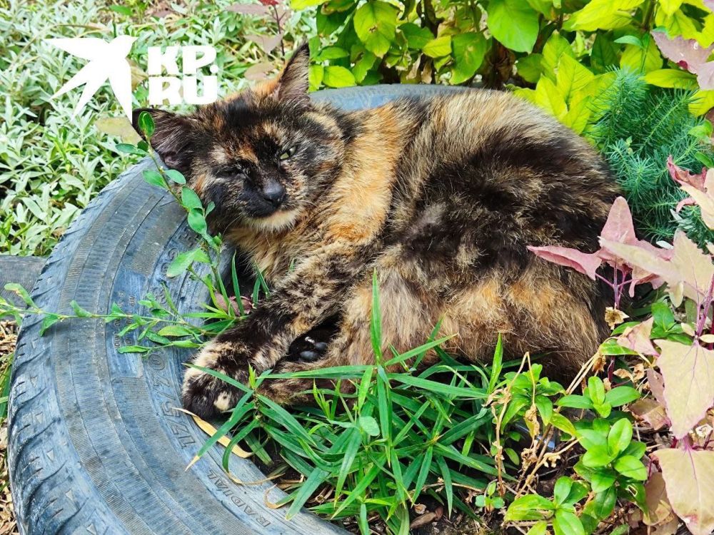 ����� ������ �����, ���� �� ������