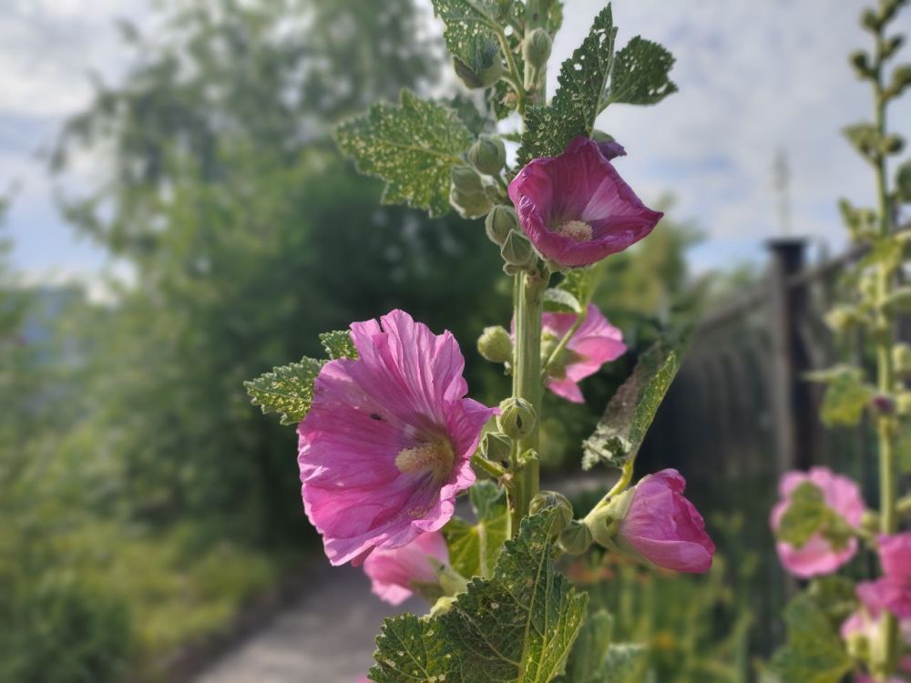 ����� ������ ����. ������ � ������������, ����� ����� ���� �������