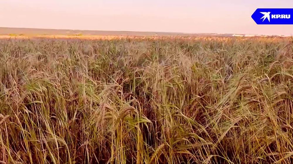 ����� �������� ������ ������