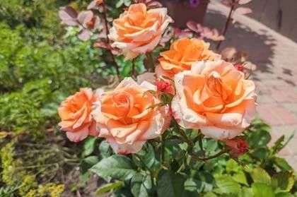 �� +28 �������� ������������ ��������� � �������� 28 ����