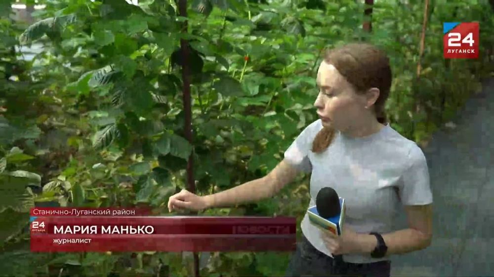 Ежегодно каждая ягодная культура в Станично-Луганском районе дает урожай в одну-две тонны