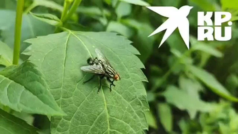 ��� �� ������������ �������?