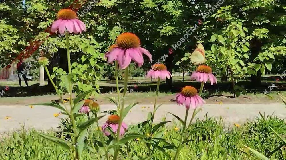 ��������� ����������� ������ �������� � �������� ��������� � �������������� ���������� ��������� �������� ������ ������������