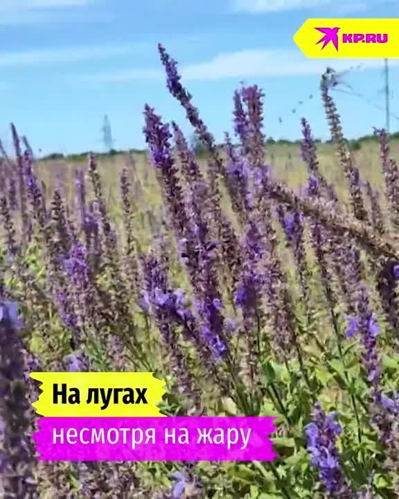 ������� ����� ���������