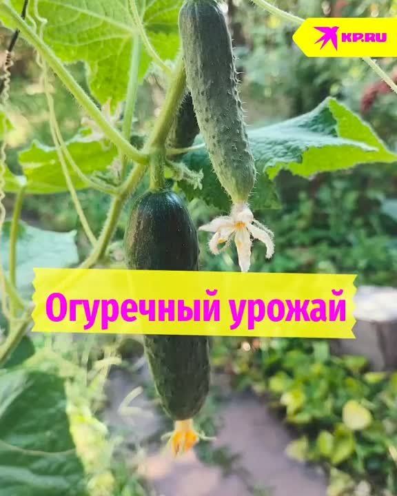 ������� �� �������� ������������ ������� ����������