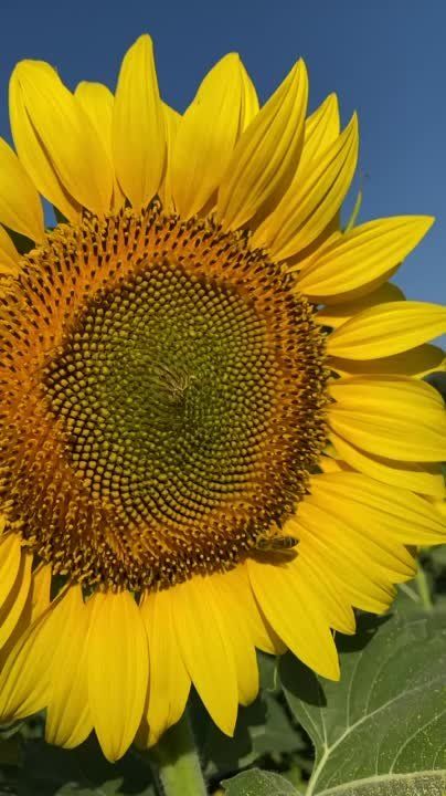 ��� ����� ������������ ������� ������ � ��������-��������� ������