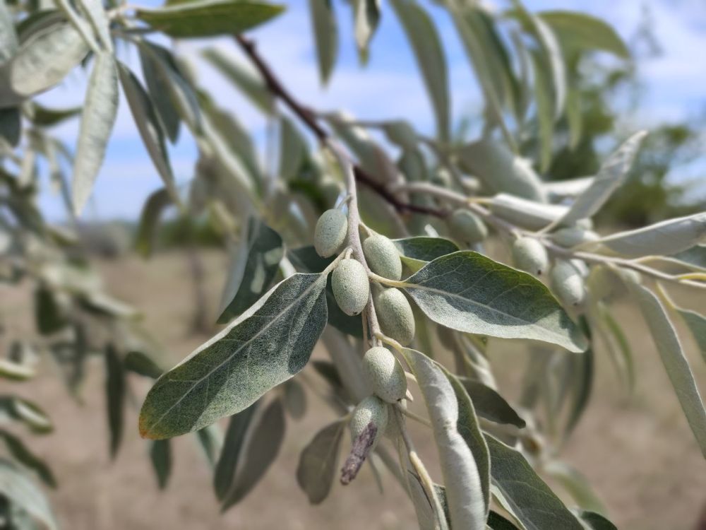 �� �������, ���� ������� ����� ��� �����������