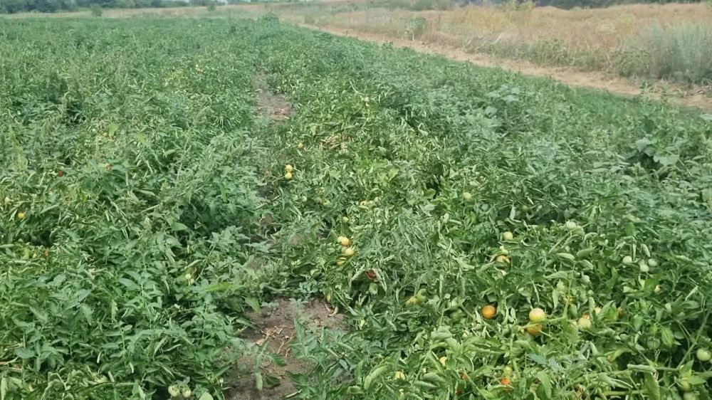 ���������� �������� ����� ���������� ������� ������� ���� �� ���������� ��������� �������� ����������