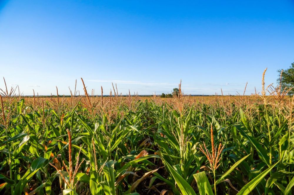 ����������� ���������� ���������������� ������� ���� "���������������" �������� ������� �������������� ���������� ������� �������� � ����������� ������