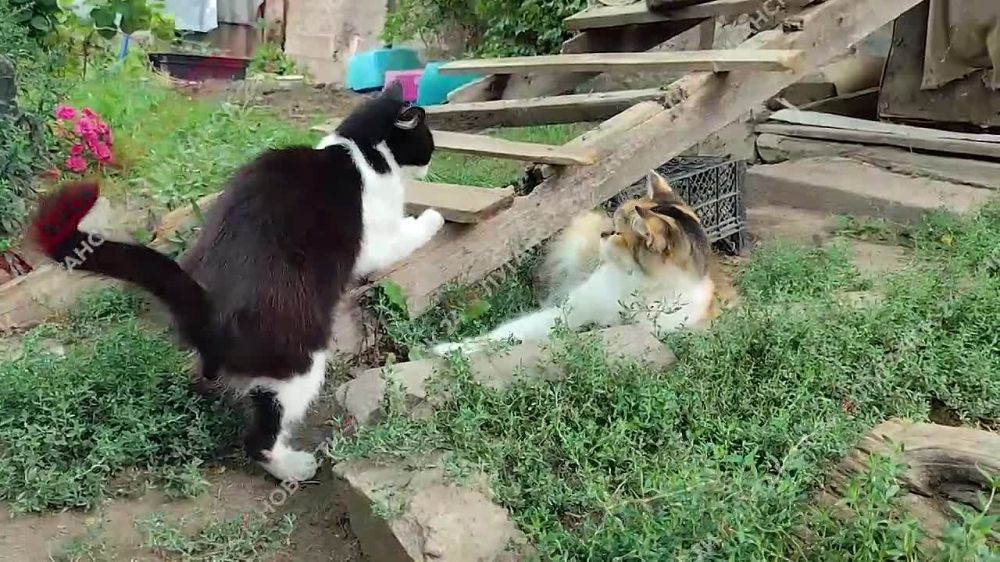 ���������� ��������� � ��������� ����� ������� ����� ������������ ������