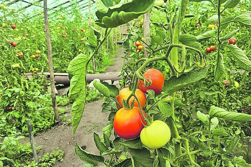 ��������� �������� �������� �������� � ����������