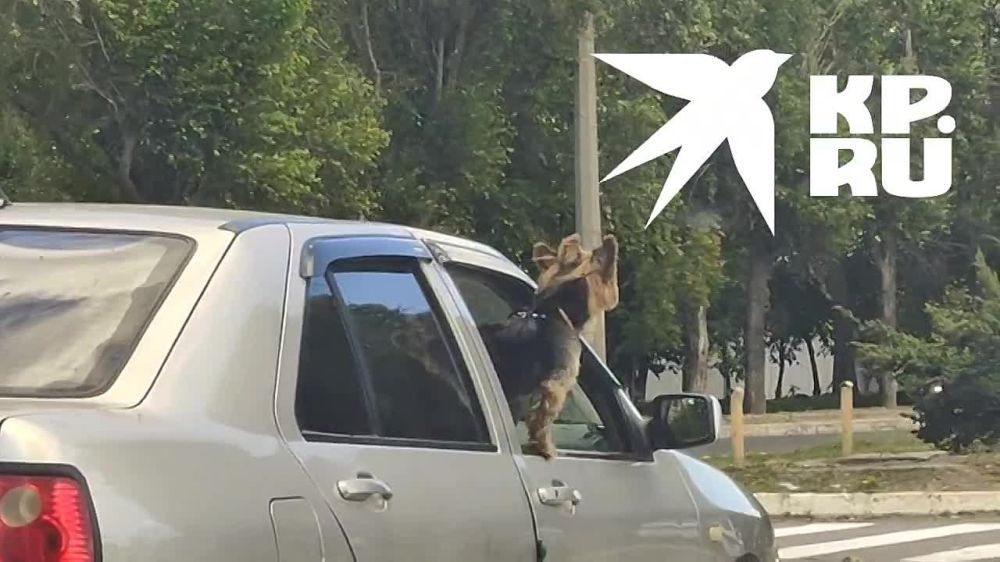 � �������� �� ��������