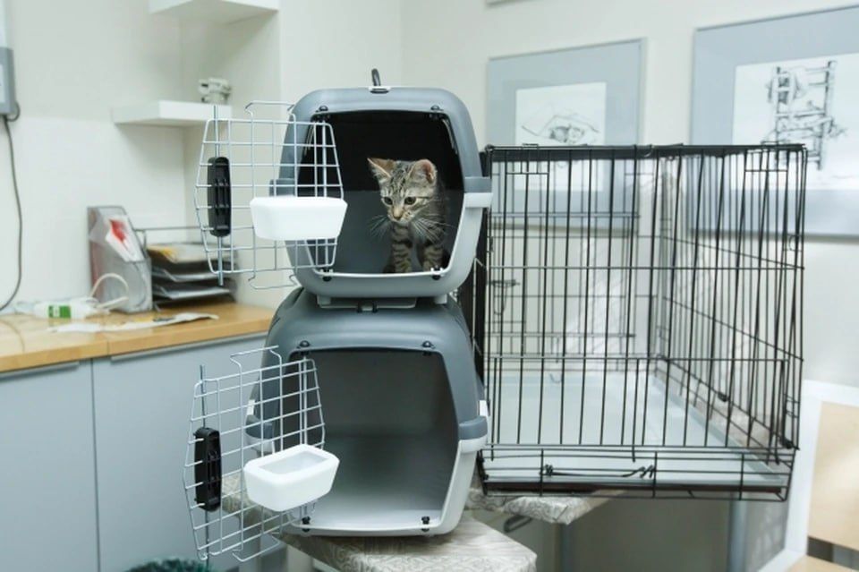 ���������� � ����������� � ��� �������� �� ���������� �������� ��������������