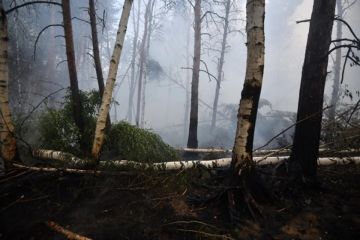 В Станице Луганской лесничий получил сильные ожоги при тушении возгорания