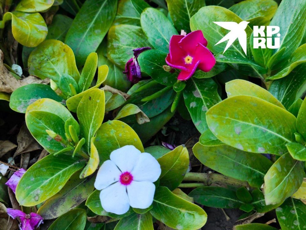 ��������� ������� ����� �� ������� ��������