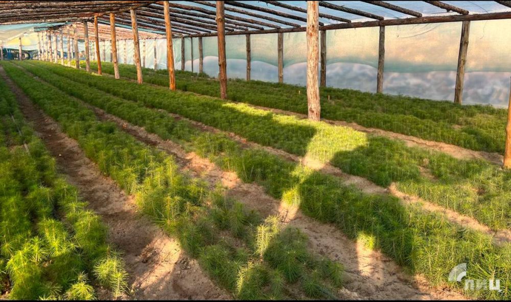 ��������-��������� ������������� ��������� ����� �������� ���������� ����� 100 �� ����, ������� ������� ����� ���� ���������