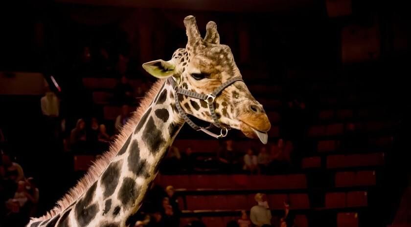 ������-��� �� ����������� �������� � ��������� ��������������� ����� � 14 �������