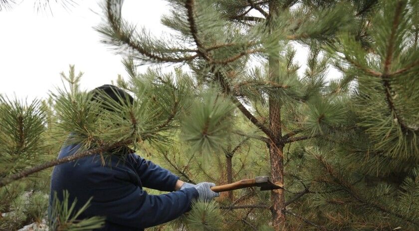 ���������� ��� ��������� �� ��������������� �� ���������� ����� ������� ��������