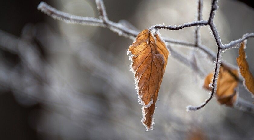 ��������� ������������ 14 ������� � ��� �� 4 �� 12 �������� ������, ������ ���� � �����