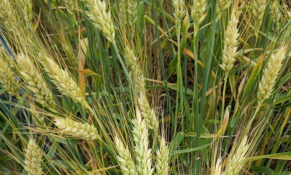 ����������� ���������������� � ��� ��������� 56 ����� ���� �����