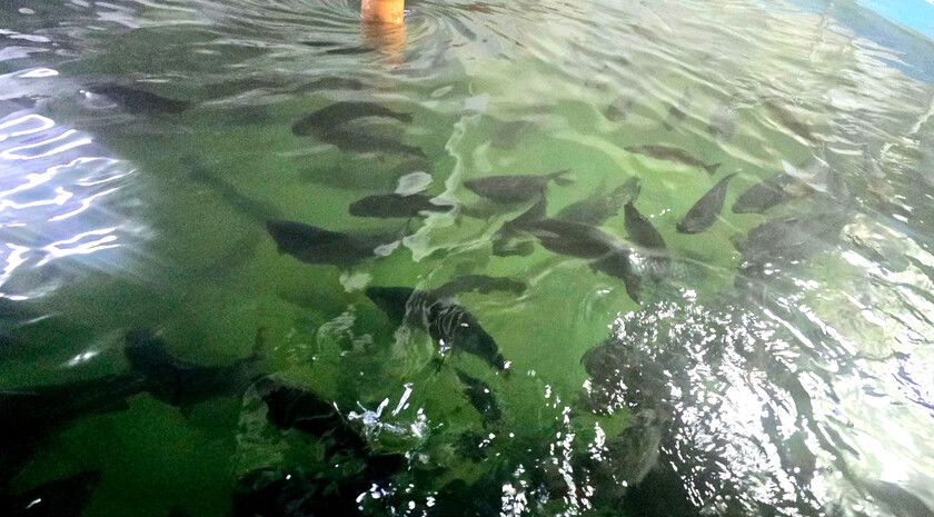 ��������� ����������� �������� ��������� � ������ ��� ��������� ������������ ������