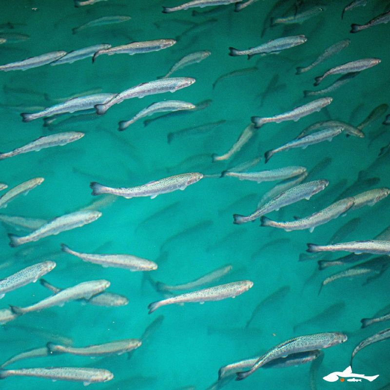 ������������� ����������� ��� ��������� ��������� ������ ������������ ������ � 10 ���