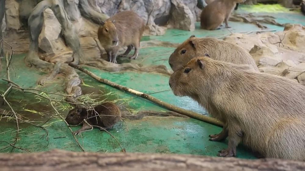 ������� ������ �� ����������� ��������: � ��������� ������� ����������