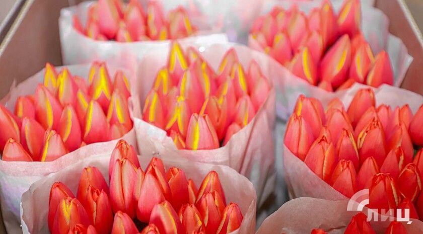 Опрос ЛИЦ: О чем мечтают женщины Луганска?