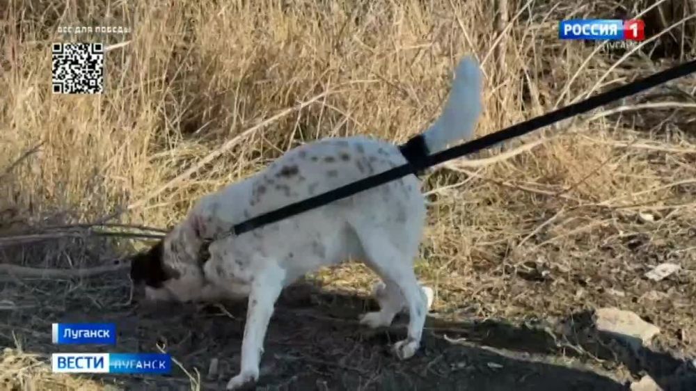 В Госдуму внесли законопроект об усыплении бездомных собак