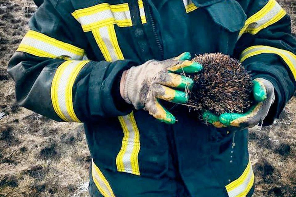 В ЛНР спасатели спасли ежика во время тушения пожара