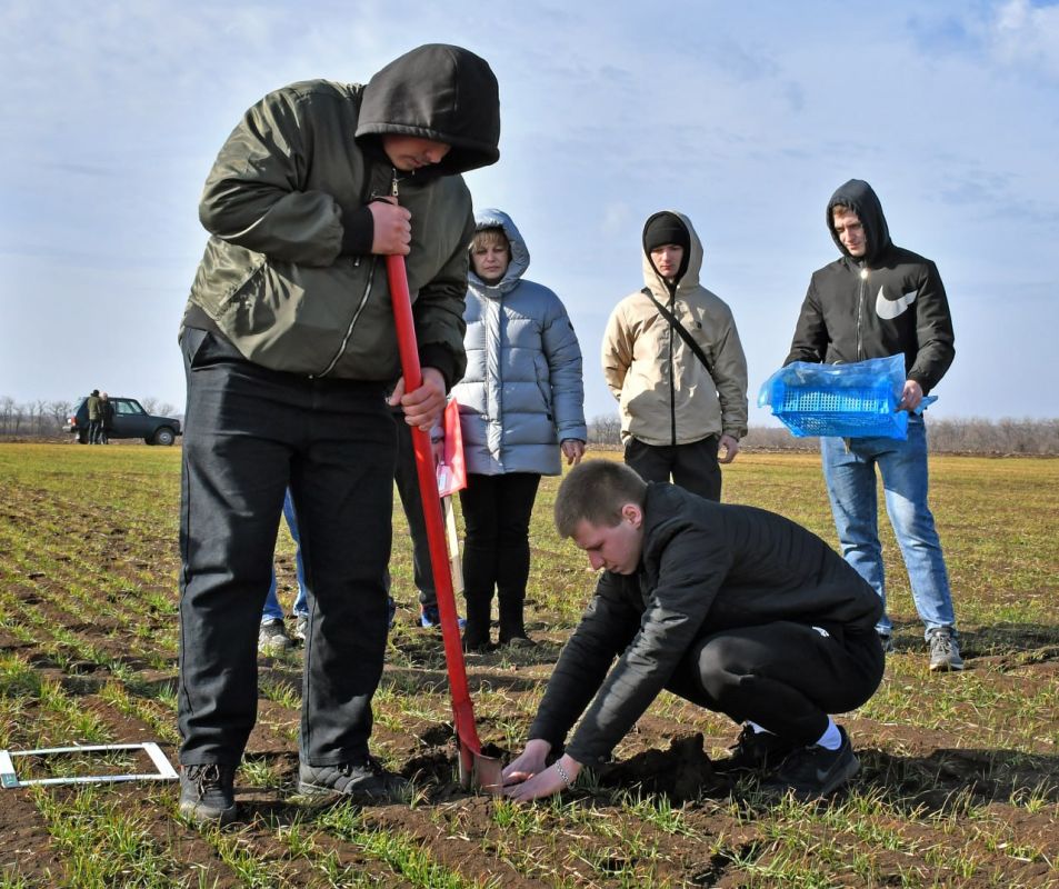 Состояние озимых зерновых: что показали наблюдения в аномально теплом январе