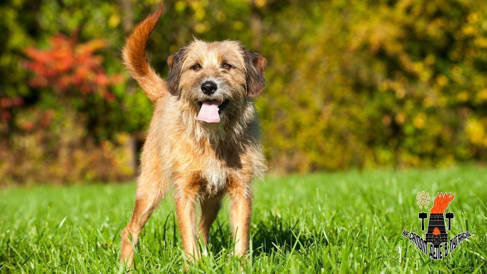 В Госдуме предложили изымать животных у недобросовестных хозяев