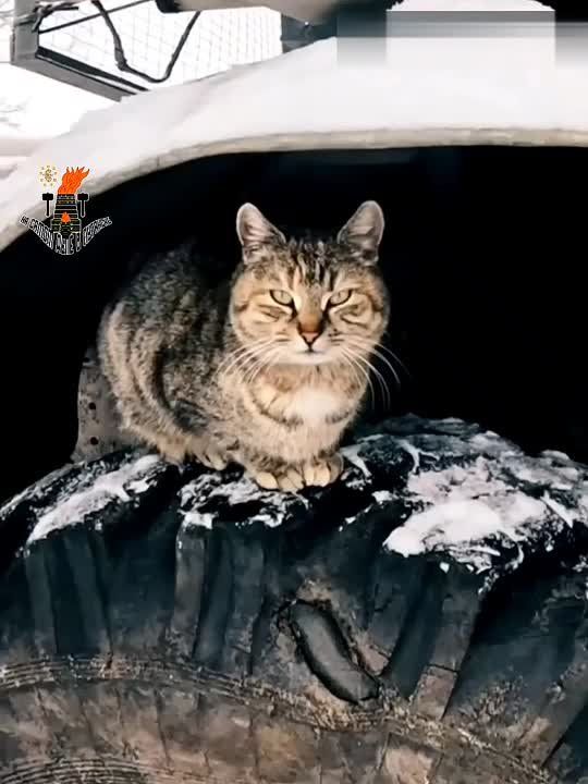 Боевых котиков вам в ленту