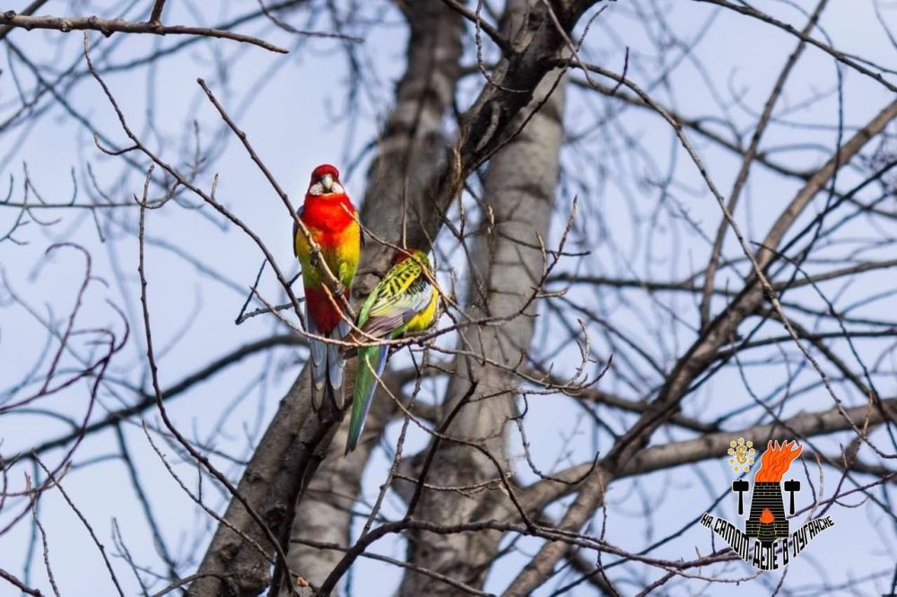 ��� ����� ��������� ������������ �������� � ��������