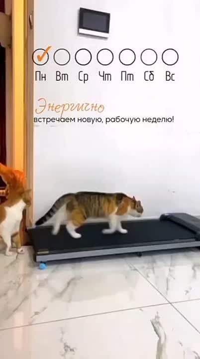 ��� ���� ������� �� ������������ ������� � �����, �����, �����������